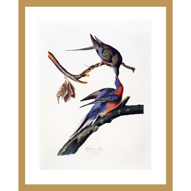 «Passager Pigeon Columba Migatoria» par John James Audubon, impression giclée sur cadre, H 29,14 po x l 23,5 po