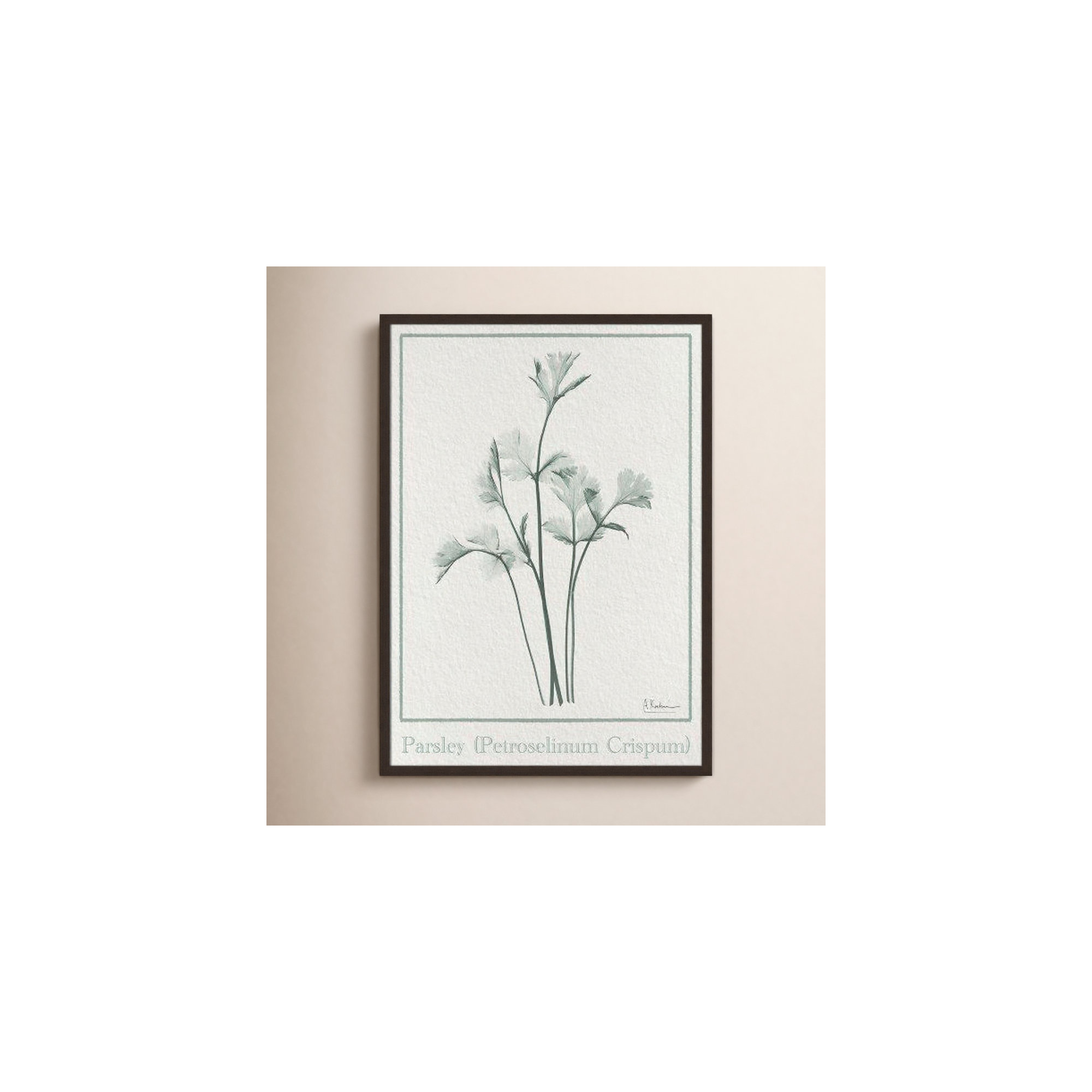 Parsley II Framed On Paper by Albert Koetsier Print, 35.5" H x 25.5" W x 1.25" D, Open Grain Walnut Framed Paper