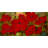 " Red Flowers " by Rio-24800098-34405583