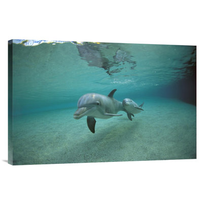 " Bottlenose Dolphin Underwater Mother And Young, Hawaii "