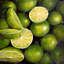Panier de limes - Imprimé de cuisine gastronomique-187919622-187919623