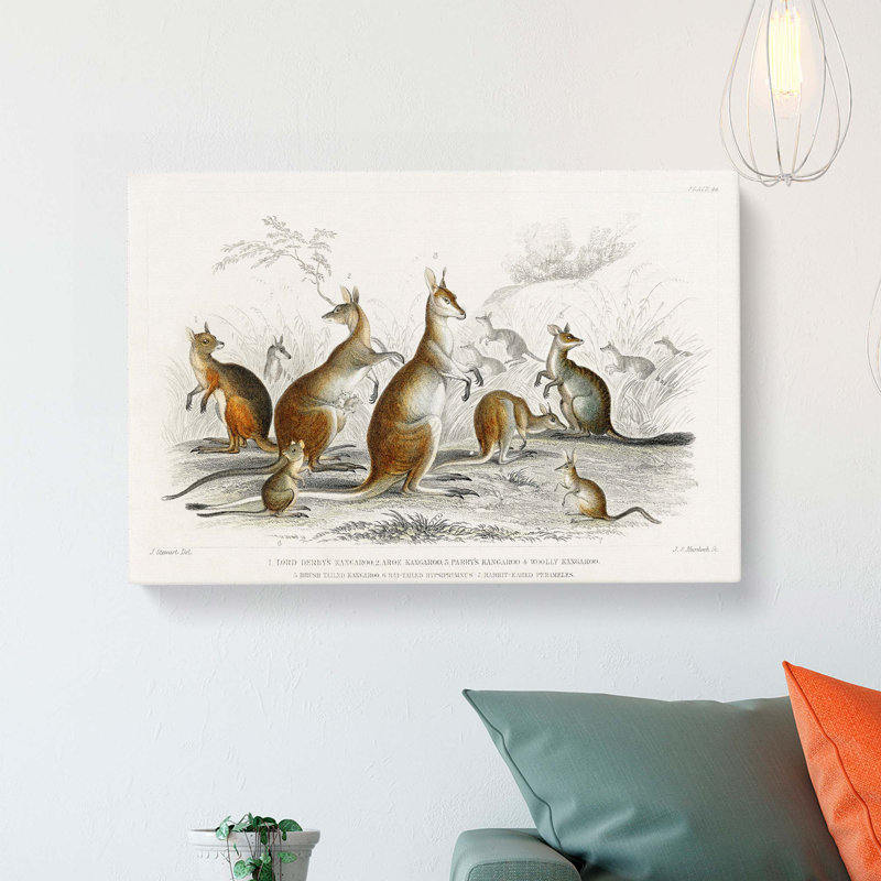 Kangaroos by Oliver Goldsmith - Wrapped Canvas, 50cm H x 76cm W x 3cm D