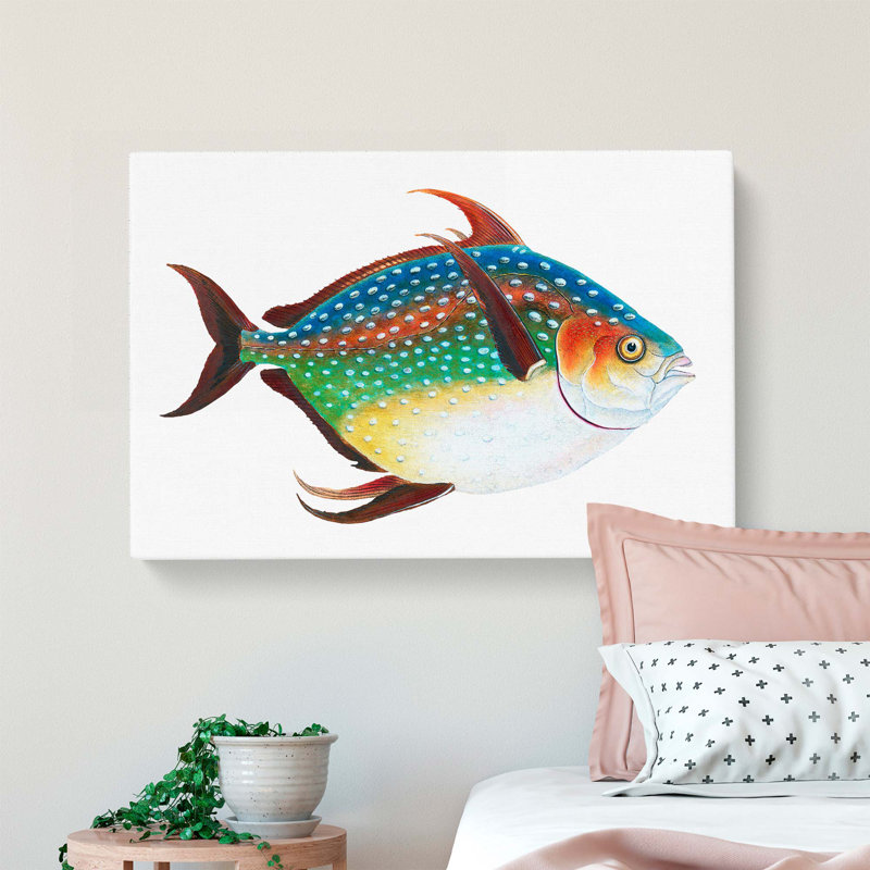 Opah Fish by Edward Donovan - Wrapped Canvas, 35cm H x 50cm W x 3cm D