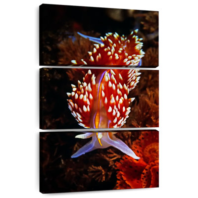 Brampt Exotic Nudibranch