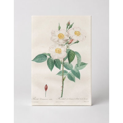 Rosa Damascena italica / Rosier de Damas à Pétale listée de rose - Portrait, art mural sur toile