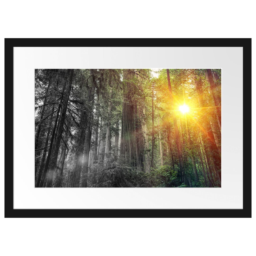 Gerahmtes Poster Wald bei Sonnenlicht