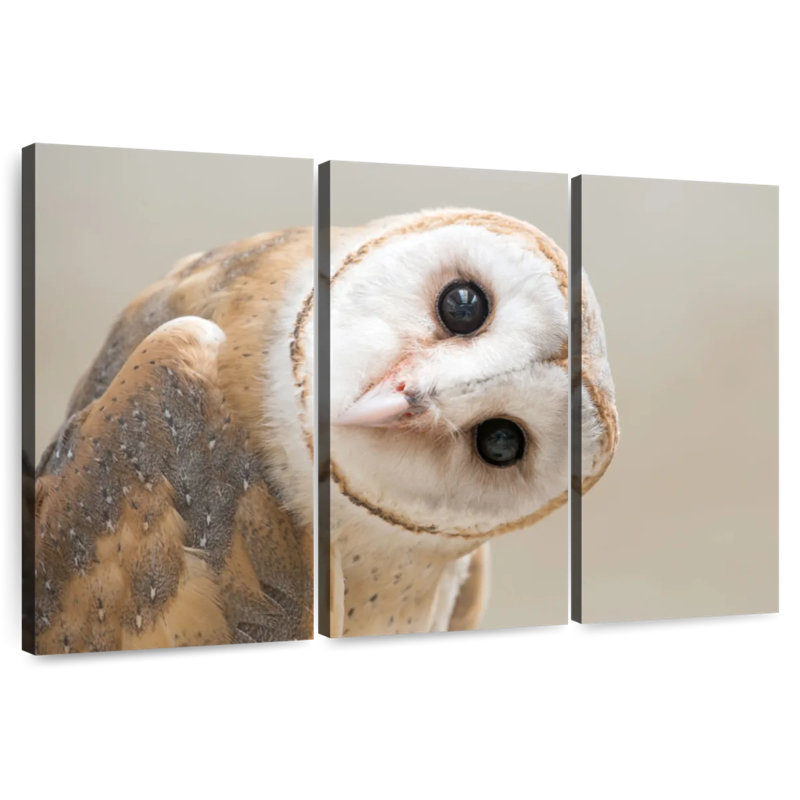 Barn Owl Gaze, 42" H x 65" W