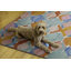Tapis d'intérieur / extérieur Archie-Lee Kivett-1211239966