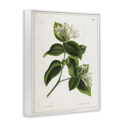 Blooming Vintage Study Giclee Art by Tina Higgins Designs, Inc.