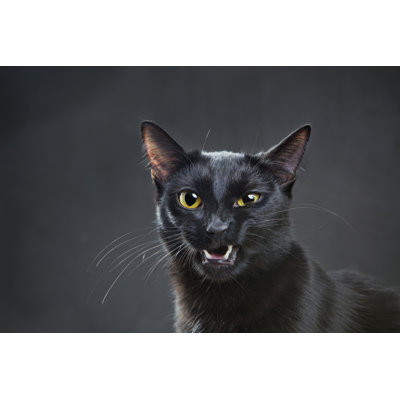 Portrait Of A Cat - Wrapped Canvas Print