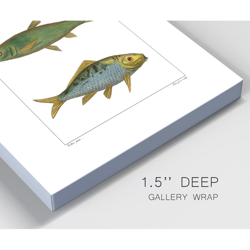 " Freshwater Fish IV ", 36" H  x 24" W x 1" D