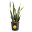 Snake Plant in Nursery Pot