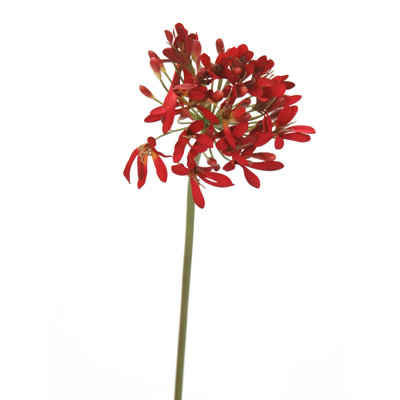 Tige Agapanthus