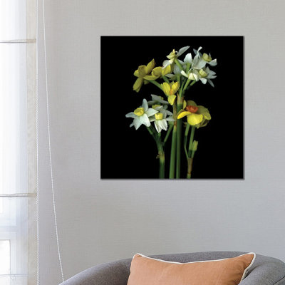 Daffodil Small VI by Magda Indigo - Wrapped Canvas Gallery-Wrapped Canvas Giclée