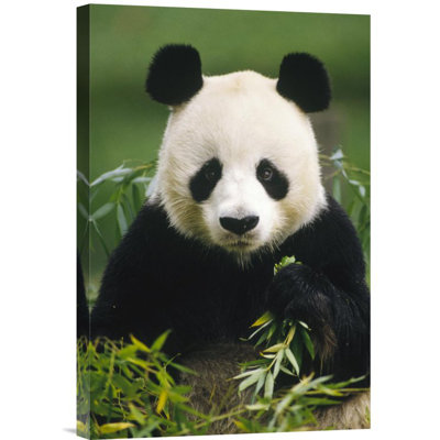 " Giant Panda Eating Bamboo " Print