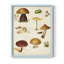 Reproduction encadrée champignon Mushroom Species II-1706407348-1706407349