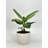 Ficus Audrey