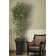 Aislin 72" Artificial Bamboo Tree in Planter