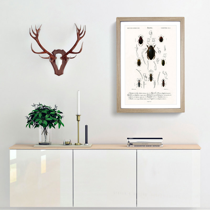 Beetle Illustrations PL.5 by Charles D'Orbigny - Single Picture Frame Print, Oak Framed, 33cm H x 24cm W x 2cm D