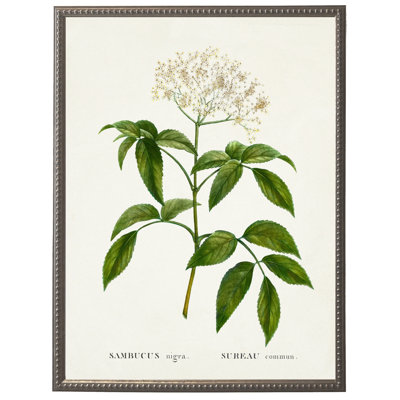 Sureau fleur blanche sur fond blanc