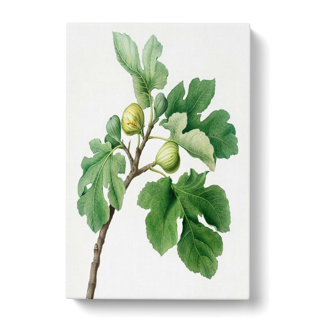 The Common Fig Tree by Giorgio Gallesio - Wrapped Canvas