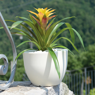 Grifaldo Pot Planter