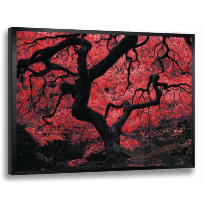 " Japanese Maple Tree "