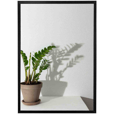 Florien Zamioculcas - Single Picture Frame Print