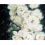 Napperon Garden Roses