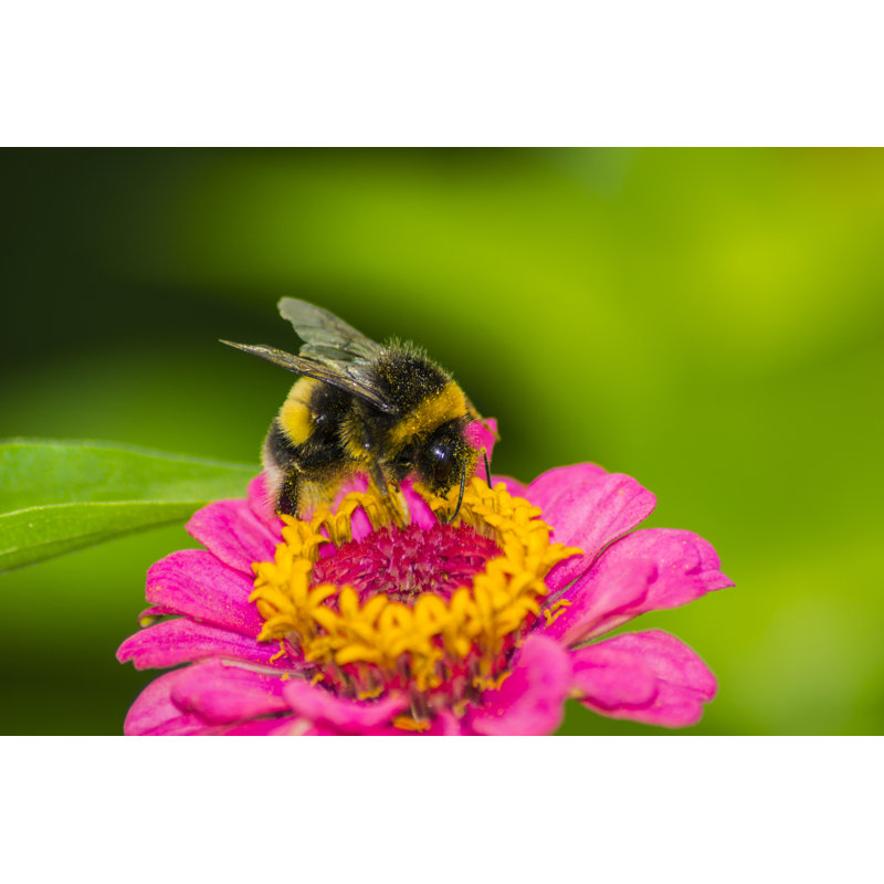 Bumblebee - Wrapped Canvas Print, 30cm H x 46cm W x 3.8cm D