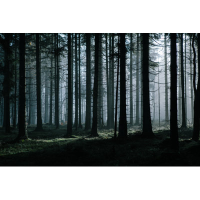 " Mysterious Dark Forest "