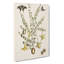 Butterflies & Flowers by Mark Catesby - Wrapped Canvas-55314086