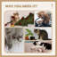 Arbre à chat 38 po pour chat d'intérieur Pawhut