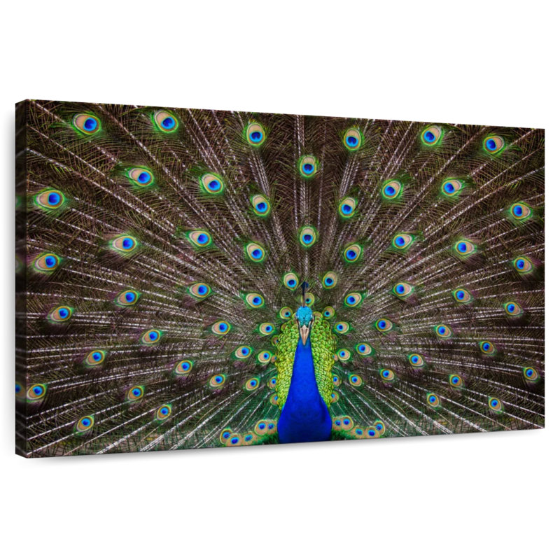 Crowle Perfectly Poised Peacock, 30" H x 45" W