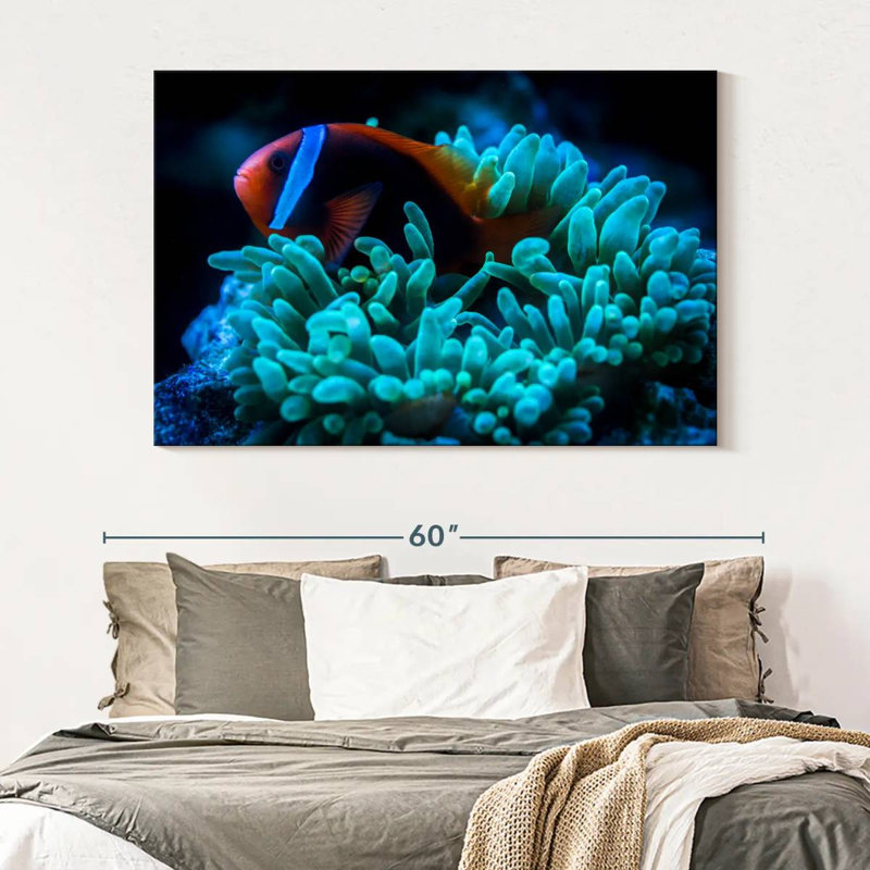 Brampt Tomato Clownfish, 34" H x 51" W