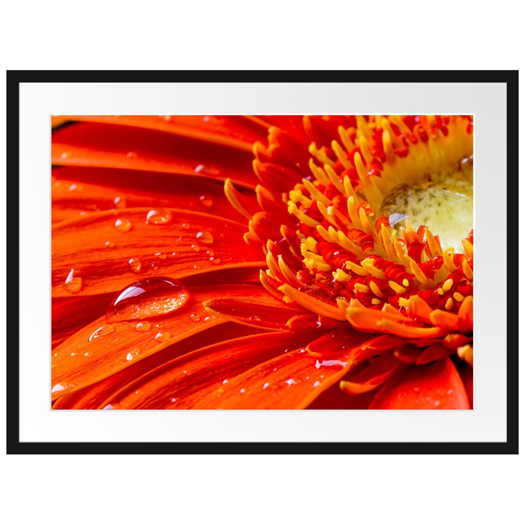 Gerahmtes Poster Gerbera mit Wassertropfen