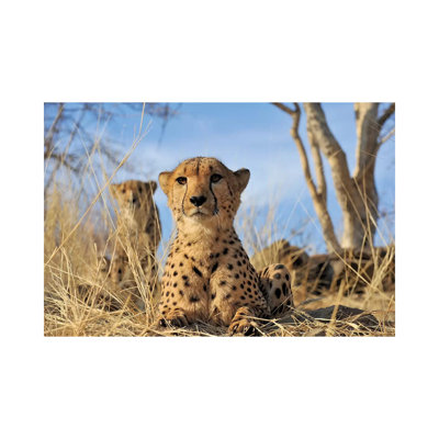 Cheetah - Close Up And Personal by Elmar Weiss - Wrapped Canvas Print