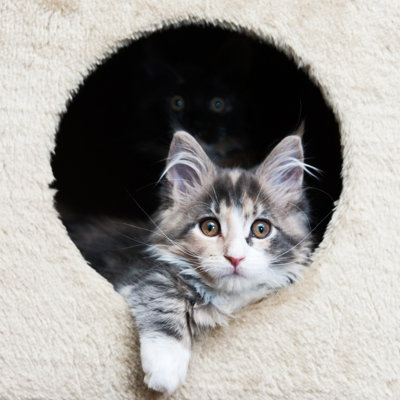 Maine Coon Kittens - Wrapped Canvas Print