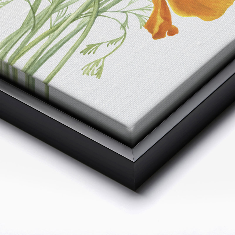 Pavot de Californie, Black Framed, Canvas, H 24 po x l 32 po