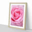 Pink Rose Petals - Single Picture Frame Print on MDF-56862814-56862818