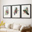 Gould Tropical Birds IV - reproduction encadrée sur mesure de qualité supérieure mate - 3 pièces-159977168