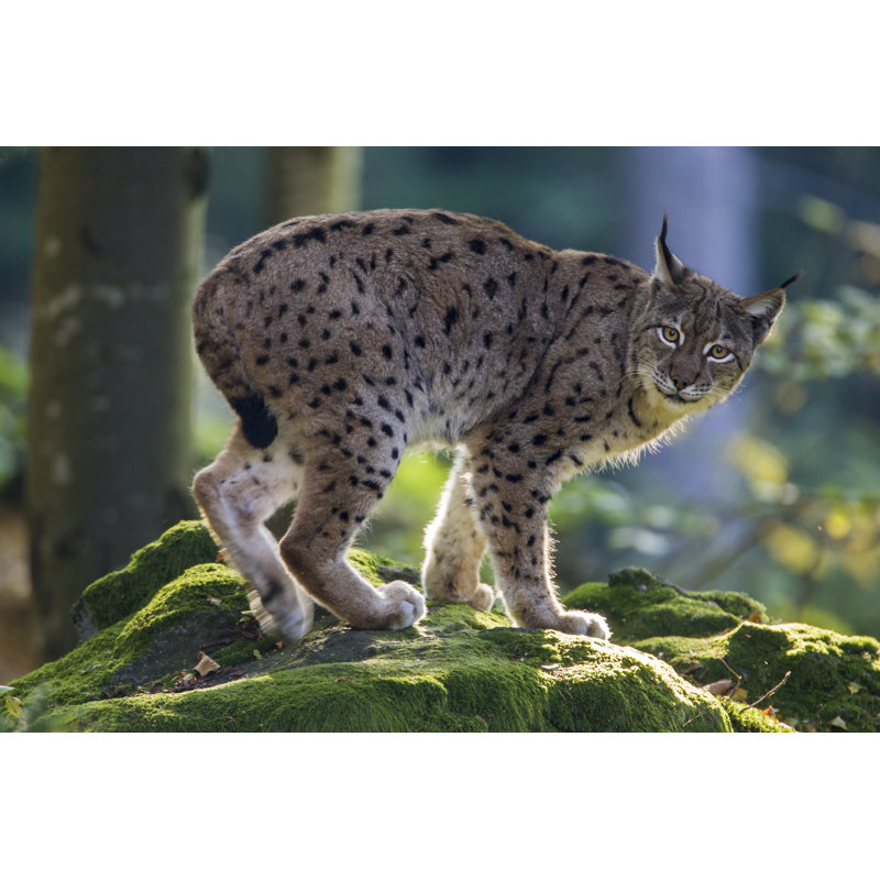 Lynx / Felis Lynx by Pum_eva - Wrapped Canvas Print, 30 cm H x 46 cm W