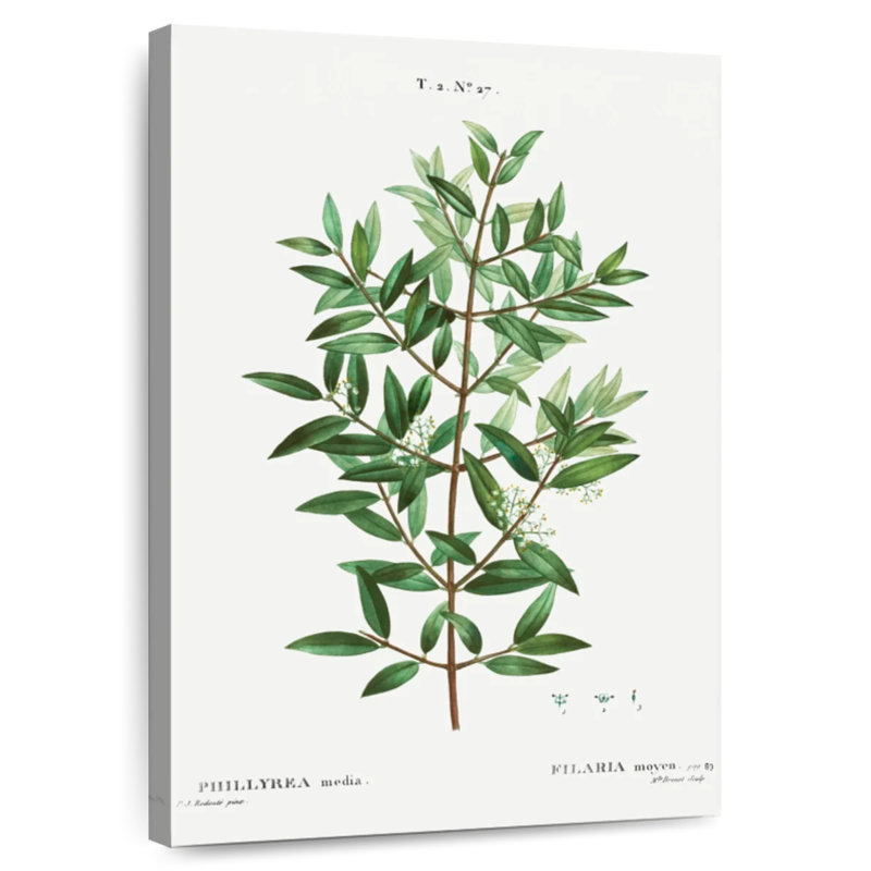 Harnek Phillyrea, 12" H x 8" W
