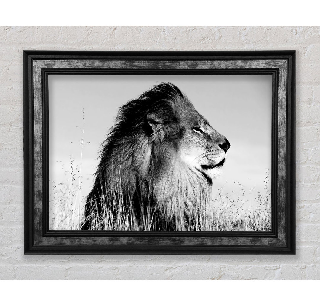 Lion On Watch Black N White - Einzelner Bilderrahmen Kunstdrucke