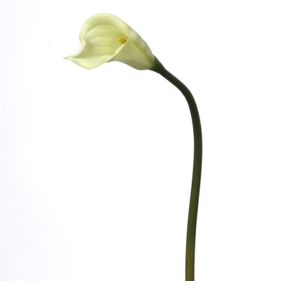Tige de lilies calla