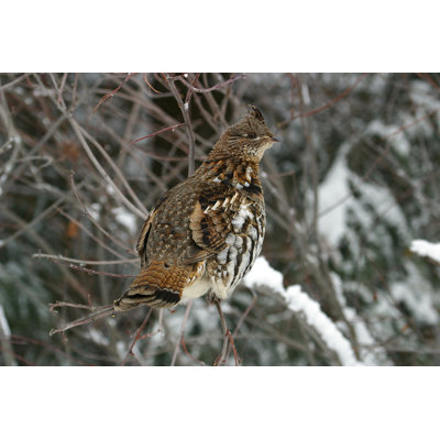 «Ruffed Grouse» par Desertdux, une photographie sur toile tendue