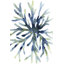 Liquide corail II