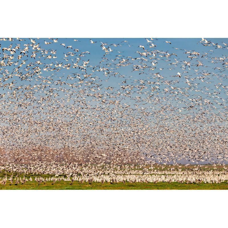 Flock of Snow Goose Flying 1 Piece Wrapped Canvas Wall Art, 81cm H x 122cm W x 3.8cm D