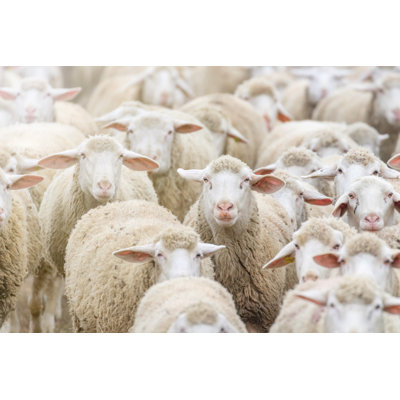 " Flock Of Sheep " by Allexxandar