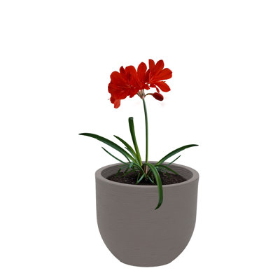 Pot Planter